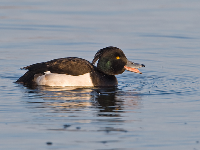 Aythya fuligula Kuifeend Tufted Duck